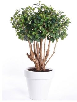 Bellatio Flowers & Plants Kantoor Kunstplant Ficus Groen In Witte Ronde Pot 70 Cm - Kantoorplanten/kunstplanten