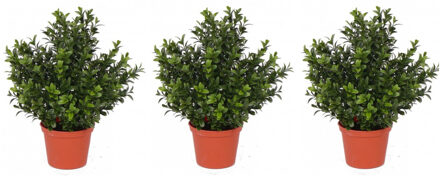 Bellatio Flowers & Plants Kunstplant Buxus - Set van 4x stuks - groen - in pot - 31 cm - Kantoor/huiskamer