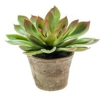 Bellatio Flowers & Plants Kunstplant Echeveria Mira In Oude Terracotta Pot 11 Cm - Kunstplanten Groen