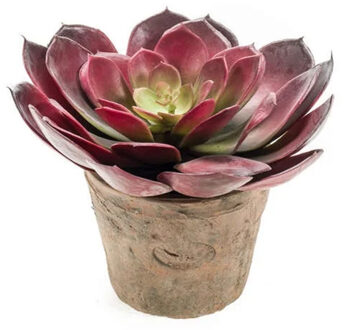 Bellatio Flowers & Plants Kunstplant Echeveria pelusida in oude terracotta pot 20 cm