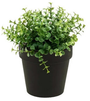 Bellatio Flowers & Plants Kunstplant eucalyptus - groen - in zwart potje - 20 cm