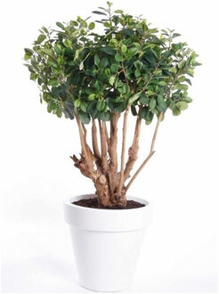 Bellatio Flowers & Plants Kunstplant Ficus Groen In Witte Ronde Pot 70 Cm