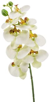 Bellatio Flowers & Plants Phaleanopsis vlinderorchidee kunstbloem wit 70 cm