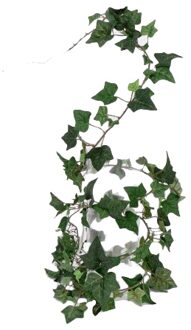 Bellatio Flowers & Plants Tuinplant Hedera Helix klimop groen 180 cm