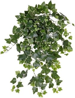 Bellatio Flowers & Plants Tuinplant Hedera Helix klimop groen /wit 65 cm UV-bestendig