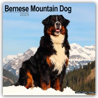 Bernese Mountain Dog Calendar 2025 Square Dog Breed Wall Calendar - 16 Month - Browntrout - Avonside Publishing Ltd.