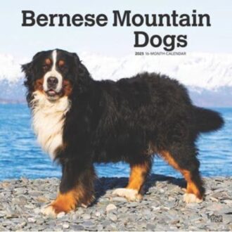 Bernese Mountain Dogs 2025 12 X 24 Inch Monthly Square Wall Calendar Plastic-Free - Browntrout