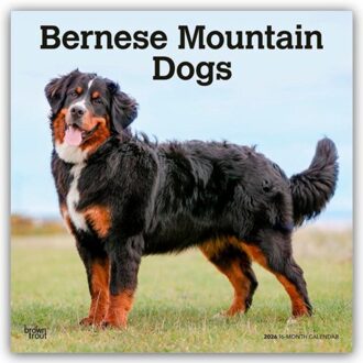 Bernese Mountain Dogs 2026 Square Flap Calendar - Browntrout Wandkalender - Browntrout Publishers