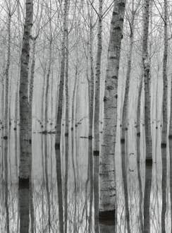 Birch Forest In The Water Vlies Fotobehang 192x260cm 4-banen