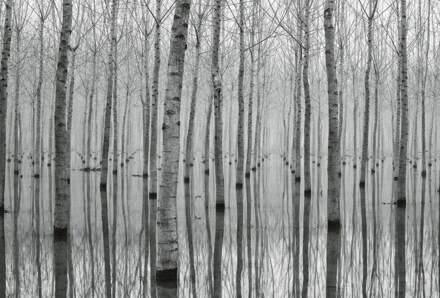 Birch Forest In The Water Vlies Fotobehang 384x260cm 8-banen