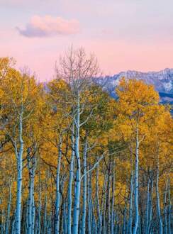 Birches And Mountains Vlies Fotobehang 192x260cm 4-banen