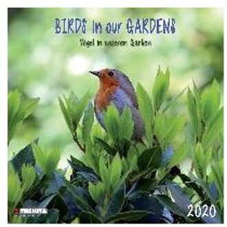 Birds in our Garden 2020 What a Wonderful World