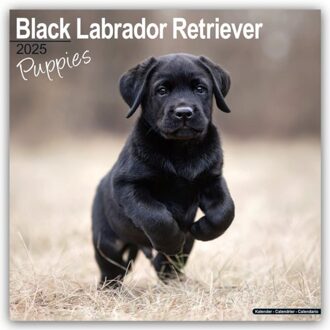 Black Labrador Puppies Calendar 2025 Square Dog Puppy Breed Wall Calendar - 16 Month - Browntrout - Avonside Publishing Ltd
