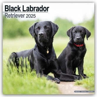 Black Labrador Retriever Calendar 2025 Square Dog Breed Wall Calendar - 16 Month - Browntrout - Avonside Publishing Ltd