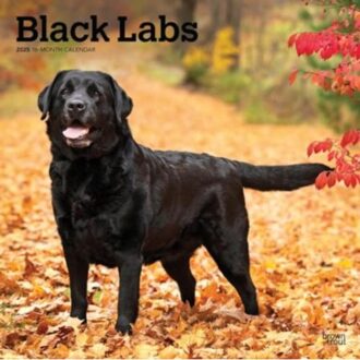 Black Labrador Retrievers 2025 12 X 24 Inch Monthly Square Wall Calendar Plastic-Free - Browntrout