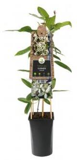 Bladhoudende Clematis Armandii 120 cm klimplant