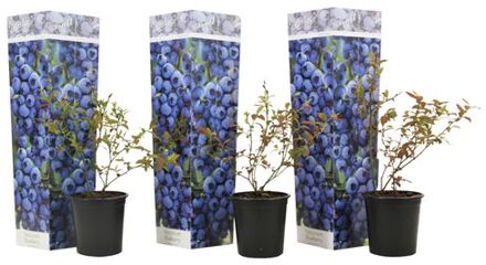 Blauwe Bes 'sunshine Blue' - Set Van 3 - Bessenplant - Pot 9cm - Hoogte 25-40cm