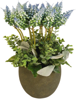 Blauwe druiven in pot H 30cm x B 17cm