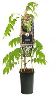 Blauwe Regen Wisteria Floribunda Alba 120 cm klimplant