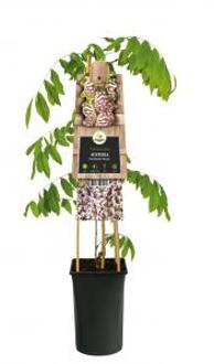 Blauwe Regen Wisteria Floribunda Rosea 120 cm klimplant