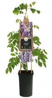 Blauwe Regen Wisteria Sinensis 120 cm klimplant