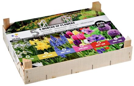 Bloembollen mix - 5 maanden bloemen - in Kistje - Multi - 120 stuks