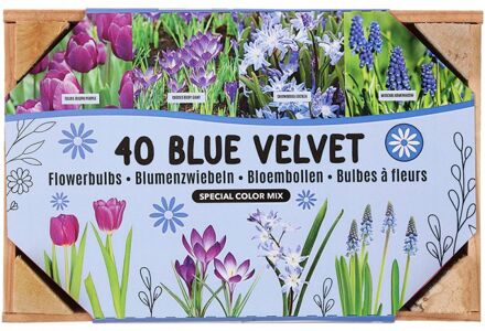 Bloembollen mix - in Kistje - Multi - 40 stuks