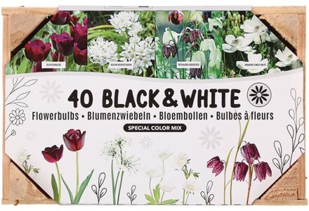 Bloembollen mix - in Kistje - Multi - 40 stuks