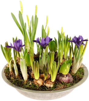 Bloembollenveld mixed ca. 26cm