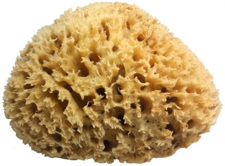 BodyCare Zeespons, Honeycomb natuurspons – 100% Mediterranean