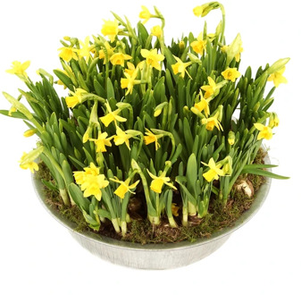 Bollen schaal Ø 30cm vol met narcissen