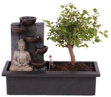 Bonsaiboompje Met Easy-care Watersysteem - Buddha - Hoogte 25-35cm