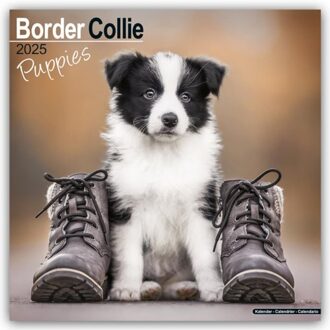 Border Collie Puppies Calendar 2025 Square Dog Puppy Breed Wall Calendar - 16 Month - Browntrout - Avonside Publishing Ltd