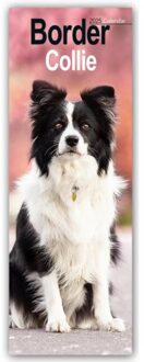 Border Collie Slim Calendar 2025 Dog Breed Slimline Calendar - 12 Month - Slimline-Kalender - Avonside Publishing Ltd