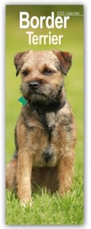 Border Terrier Slim Calendar 2025 Dog Breed Slimline Calendar - 12 Month - Slimline-Kalender - Avonside Publishing Ltd