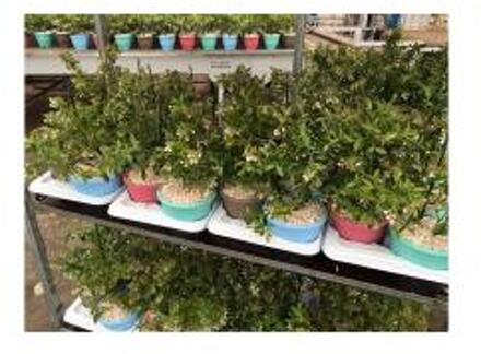 Bosbes in cadeaupot (vaccinium corymbosum "Sunshine Blue") fruitplanten - 24 stuks