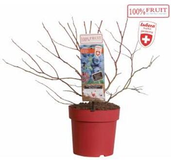 Bosbes (vaccinium corymbosum "Blue Dessert"® LUBERA) fruitplanten - 8 stuks