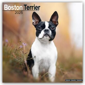 Boston Terrier Calendar 2025 Square Dog Breed Wall Calendar - 16 Month - Browntrout Wandkalender - Avonside Publishing Ltd