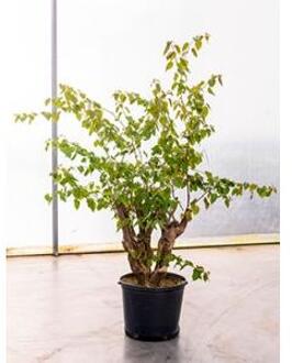 Bougainvillea glabra bonsai kamerplant