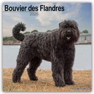 Bouvier Des Flandres (Euro) Calendar 2025 Square Dog Breed Wall Calendar - 16 Month - Avonside Publishing Ltd