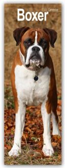 Boxer Slim Calendar 2025 Dog Breed Slimline Calendar - 12 Month - Slimline-Kalender - Avonside Publishing Ltd