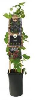 Braam Rubus Himalaya 75 cm klimplant
