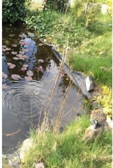 Brave New Books Het Grote Voorleesboek - Ans Linders