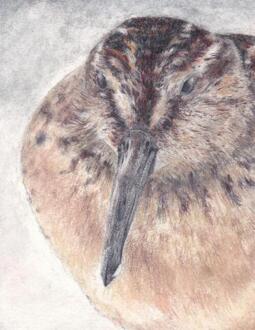 Breedbekstrandloper - Dietske Geerlings