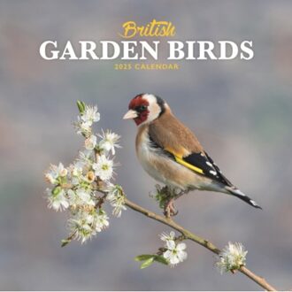 British Garden Birds Square Mini Calendar 2025 - Calendars, Carousel