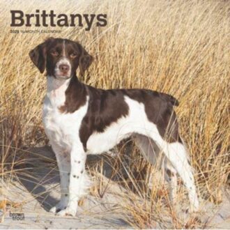 Brittanys 2025 12 X 24 Inch Monthly Square Wall Calendar Plastic-Free - Browntrout