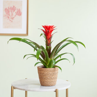 Bromelia Guzmania Francesca - p12