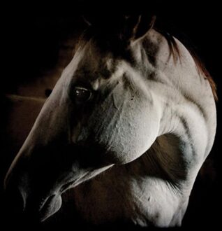 Brother How To Kill A Horse - Brother Dege