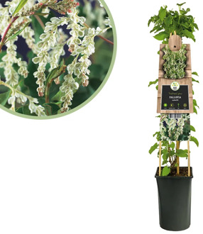 Bruidssluier plant - Fallopia Aubertii - P 16 cm