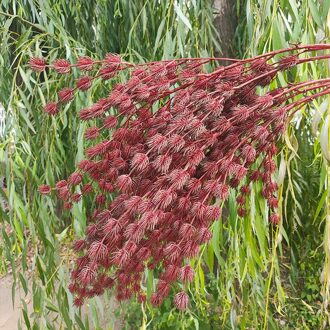 Bruiloft Decoratie Plastic Simulatie Minnaar Fruit Nep Bloem Thuis Hotel Decoratie Bloem Pastorale Stijl Lover fruit roos rood